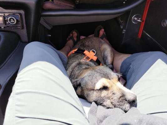 Welches Auto mit welchem Hund-Beitrag-Bild