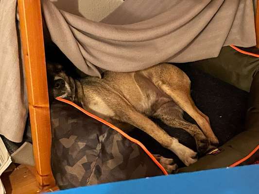 TierschutzhundeStammtisch🐕-Beitrag-Bild