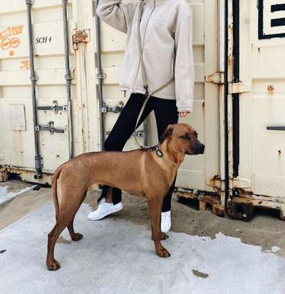 Erfahrungen mit Zee.Dog-Beitrag-Bild