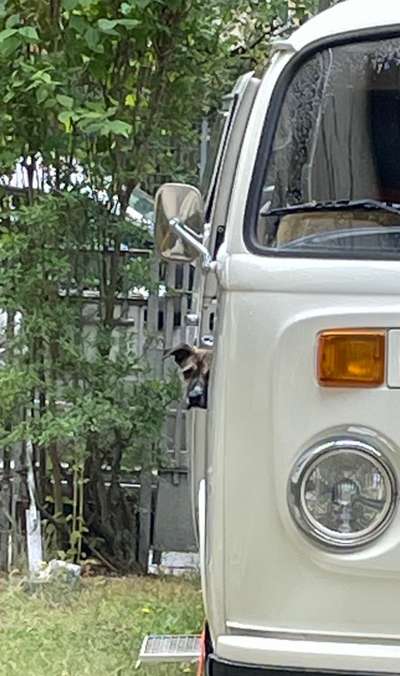 TierschutzhundeStammtisch🐕-Beitrag-Bild