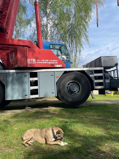 TierschutzhundeStammtisch🐕-Beitrag-Bild