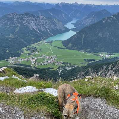 Bergwandern mit Hund-Beitrag-Bild