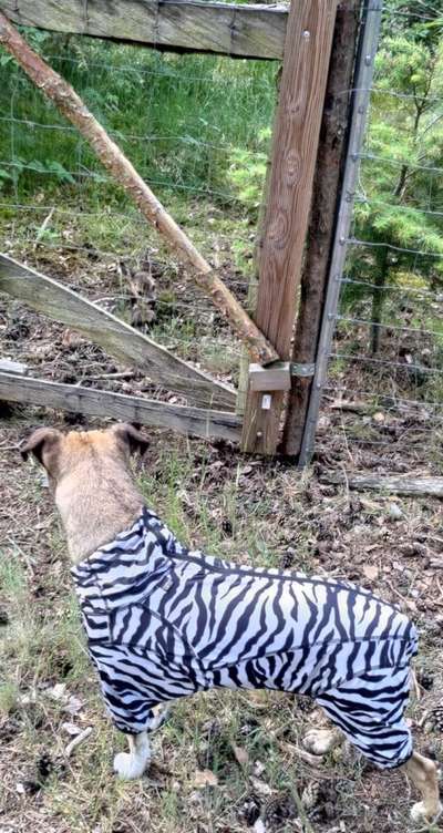 TierschutzhundeStammtisch🐕-Beitrag-Bild