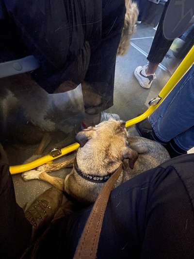 TierschutzhundeStammtisch🐕-Beitrag-Bild