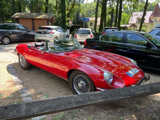 Welches Auto mit welchem Hund-Beitrag-Bild