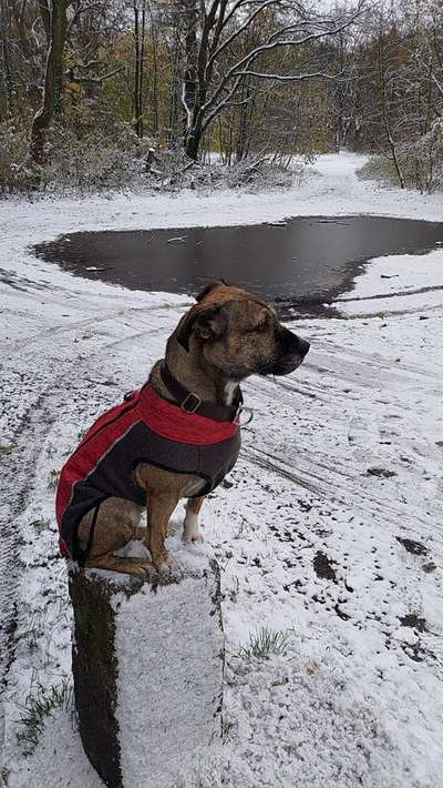 TierschutzhundeStammtisch🐕-Beitrag-Bild