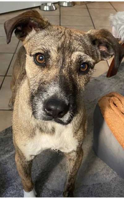 Hund aus dem Spanischen Tierschutz-Beitrag-Bild