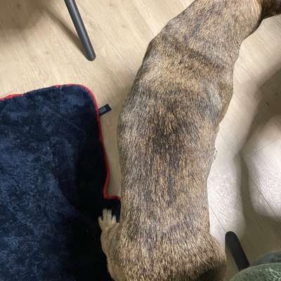 Wie optimal ist das Körpergewicht meines Hundes?-Beitrag-Bild