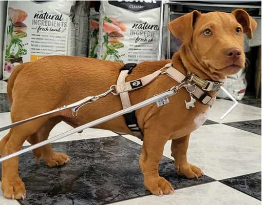 TierschutzhundeStammtisch🐕-Beitrag-Bild