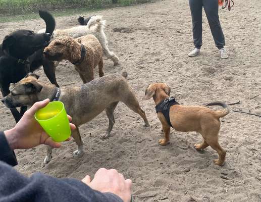 TierschutzhundeStammtisch🐕-Beitrag-Bild