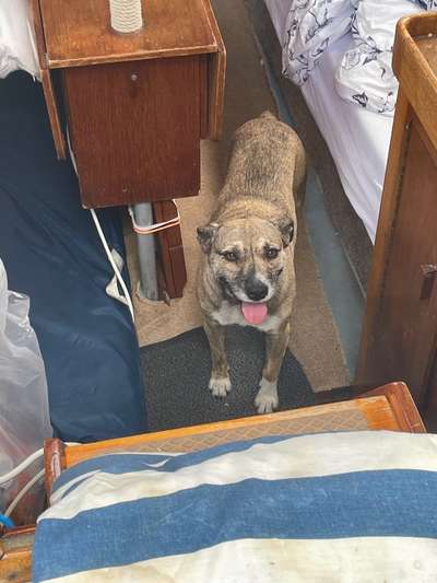 TierschutzhundeStammtisch🐕-Beitrag-Bild