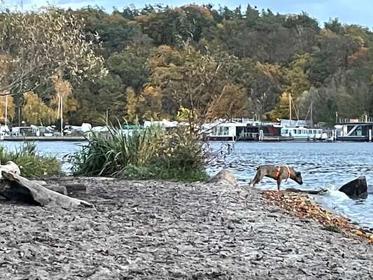 TierschutzhundeStammtisch🐕-Beitrag-Bild