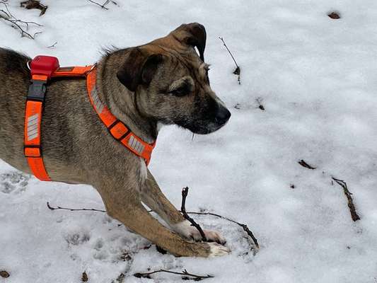 TierschutzhundeStammtisch🐕-Beitrag-Bild