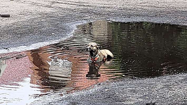 TierschutzhundeStammtisch🐕-Beitrag-Bild