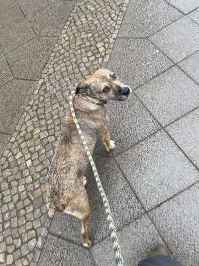 Retriever Leinen Teufelszeug oder doch ganz cool?-Beitrag-Bild