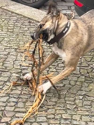 TierschutzhundeStammtisch🐕-Beitrag-Bild