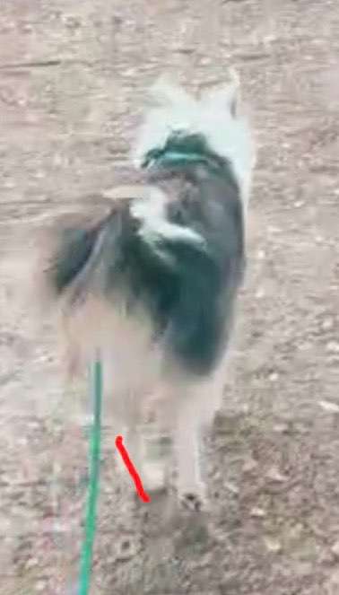 Gangbild/-analyse-Beitrag-Bild