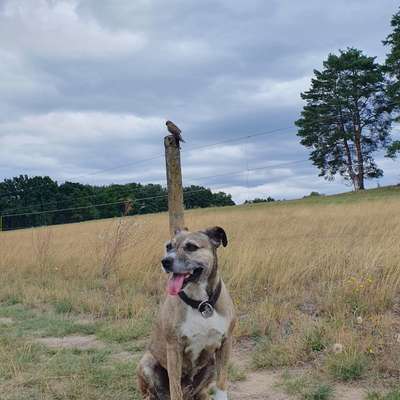 Was hat euch heute mit eurem Hund gefreut?-Beitrag-Bild