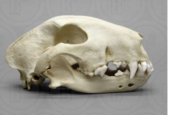 Qualzucht - Warum Aufklärung alleine nicht reicht-Beitrag-Bild