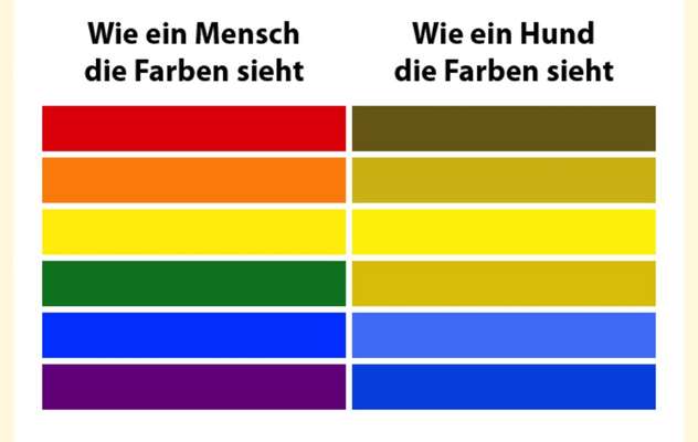 Hundespielsachen oder Sextoy-Beitrag-Bild