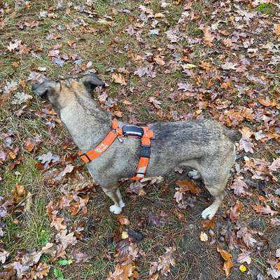 Wie optimal ist das Körpergewicht meines Hundes?-Beitrag-Bild