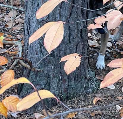 TierschutzhundeStammtisch🐕-Beitrag-Bild