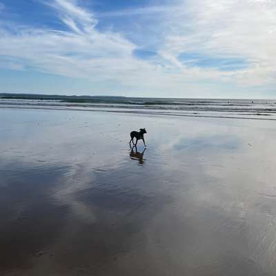 Urlaub mit Hund in Wales-Beitrag-Bild