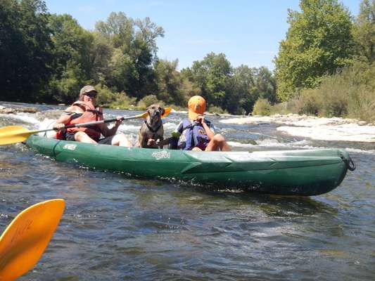 TierschutzhundeStammtisch🐕-Beitrag-Bild
