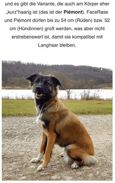 TierschutzhundeStammtisch🐕-Beitrag-Bild