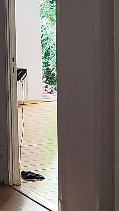 TierschutzhundeStammtisch🐕-Beitrag-Bild