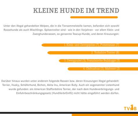Immer mehr verhaltenauffällige Hunde-Beitrag-Bild