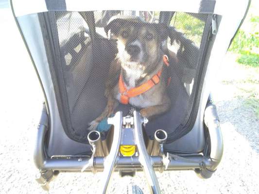 TierschutzhundeStammtisch🐕-Beitrag-Bild