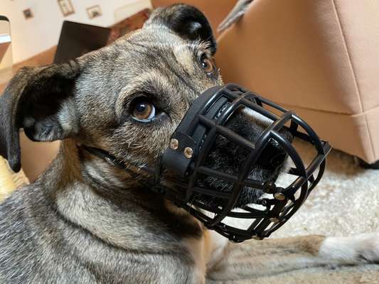 Nasenpolster Maulkorb-Beitrag-Bild