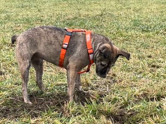 Wie sitzt mein Geschirr?-Beitrag-Bild