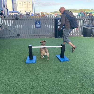 Mit Hund nach Irland?-Beitrag-Bild