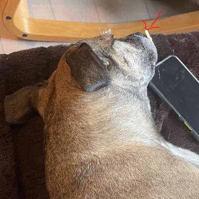 Stress bei Hunden durch Vermenschlichung?-Beitrag-Bild