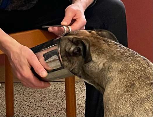 Wie sitzt mein Maulkorb / Maulkorb-Beratung-Beitrag-Bild