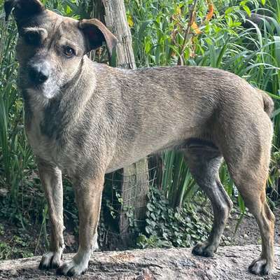 Wie optimal ist das Körpergewicht meines Hundes?-Beitrag-Bild