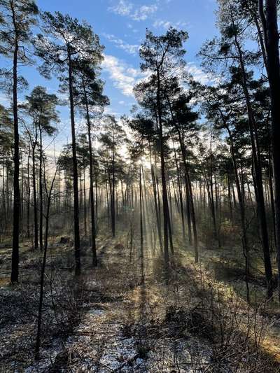 Wild & Hund- Was sollte ich beachten?-Beitrag-Bild