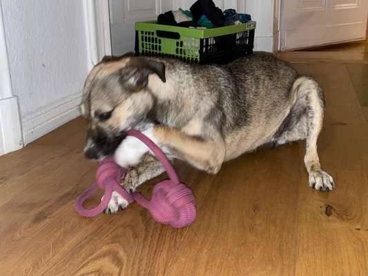 Bastelstunde für den Vierbeiner-Beitrag-Bild