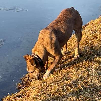 Hund entlaufen-Beitrag-Bild