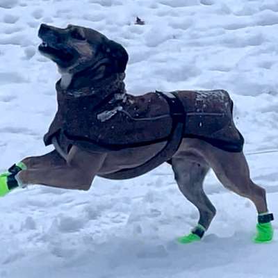 Pfotenprobleme bei der Kälte/Streusalz-Beitrag-Bild