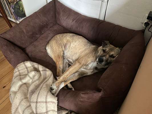 TierschutzhundeStammtisch🐕-Beitrag-Bild