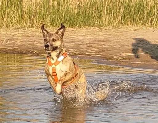 TierschutzhundeStammtisch🐕-Beitrag-Bild
