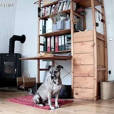 Überwachungscamera für Wohnung mit Hund-Beitrag-Bild