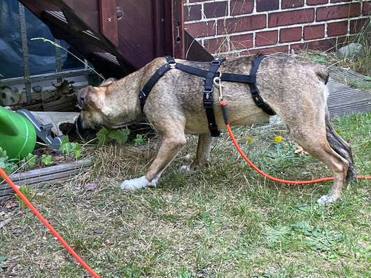 TierschutzhundeStammtisch🐕-Beitrag-Bild