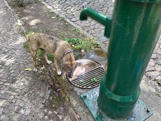 TierschutzhundeStammtisch🐕-Beitrag-Bild