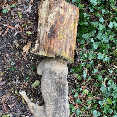 "Wege zur Freundschaft" (Ulli Reichmann)-Beitrag-Bild