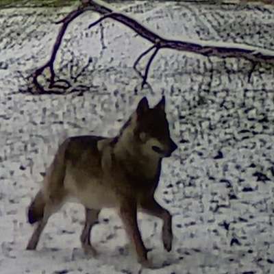 Habt ihr Angst vor dem Wolf?-Beitrag-Bild