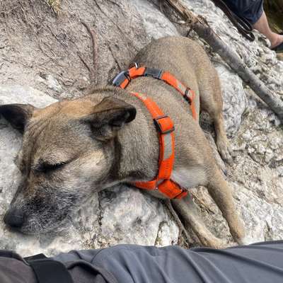 Was hat euch heute mit eurem Hund gefreut?-Beitrag-Bild